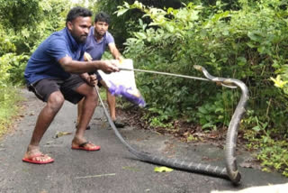 cobra rescue video