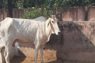 Lumpy in rajasthan