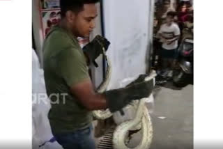 10-feet-long python found in shop in Haridwar