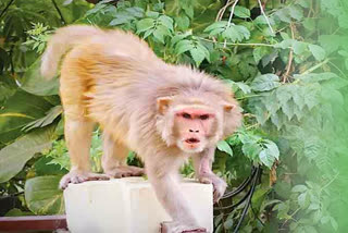 Monkey Attacked on Man in Ukhimath