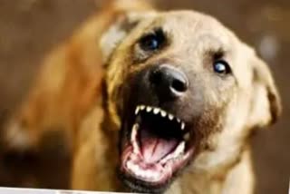 pta dog attack  Dog attack in Pathanamthitta  Dog attack  Pathanamthitta  Pathanamthitta news updates  kerala news updates  വളര്‍ത്ത് നായയുടെ കടിയേറ്റു  പത്തനംതിട്ട  എല്‍എസ്ഐ  പെരുനാട് മൃഗാശുപത്രി