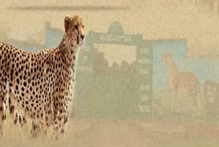 Route to bring cheetahs fin