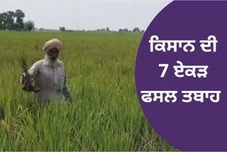 7 acres of paddy crop damaged by the farmer of Salana village of Halka Amloh