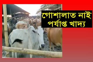 Food shortage for cattle at Sri Ganga Goshala