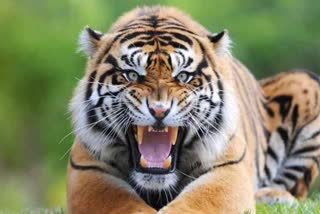 Mandla Kanha Tiger Reserve