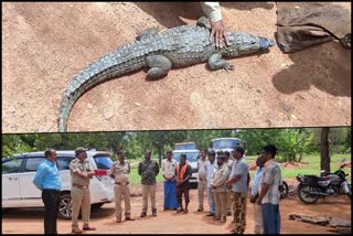 Crocodile Captured At Bellary