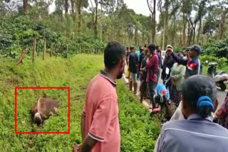 Cow killed in tiger attack in Kodagu