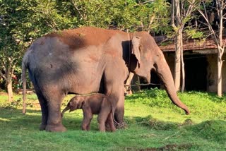 Lakshmi elephant gives birth to cub in Mysore palace