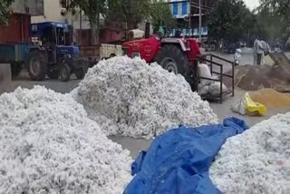 Cotton Being Sold AT Double Price of MSP Bhiwani