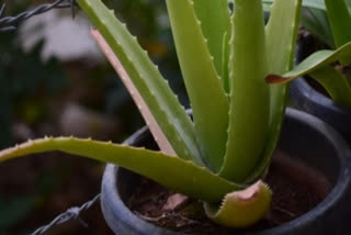 A South Korean beauty secret: Pink Aloe Vera