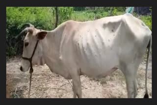 Ujjain lumpy virus 6 animals died four districts