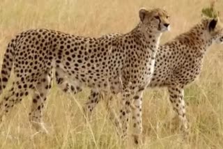 Kuno Cheetahs increase land prices