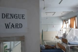 dengue cases in yamunanagar