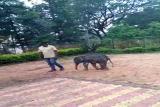 unique-movement-of-elephant-baby