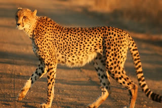 Former Chambal dacoit raising awareness about cheetahs being brought to MP