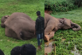 Wild elephant electrocuted Palakkad  പന്നിയെ പിടിക്കാൻ വച്ച ഇലക്‌ട്രിക് കമ്പി  നൊച്ചുപുള്ളിയിൽ ഷോക്കേറ്റ് ചരിഞ്ഞ ആനയുടെ സംസ്‌കാരം  Burial of electrocuted elephant at Nochupulli