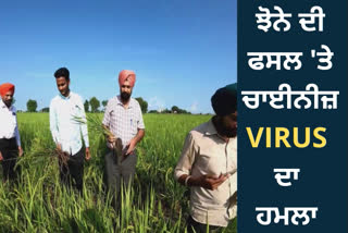 Farmers worried due to Chinese virus attack on paddy crop