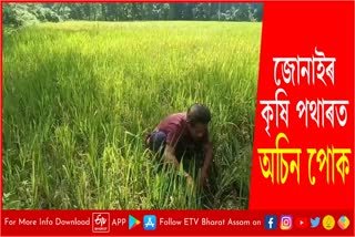 Insects attack paddy field in Jonai