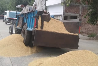 Paddy procurement not started in Yamunanagar