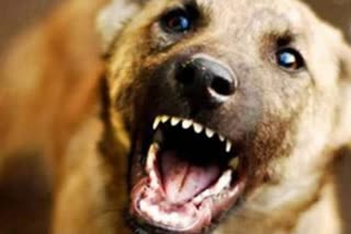 dog attack at pathanamthitta  magistrate were bitten by a stray dog  മജിസ്‌ട്രേറ്റിന് തെരുവുനായയുടെ കടിയേറ്റു  സെക്യൂരിറ്റി ജീവനക്കാരന് തെരുവുനായയുടെ കടിയേറ്റു  പത്തനംതിട്ട തെരുവുനായ ആക്രമണം  security guard were bitten by a stray dog  മലയാളം വാർത്തകൾ  തെരുവുനായ ആക്രമണം  malayalam latest news