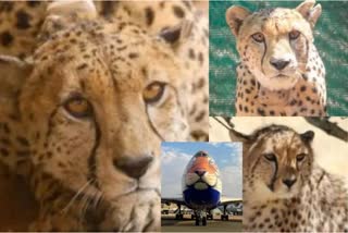 MP kuno Cheetah Project