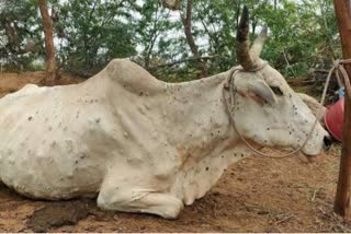 1000 animals are in the grip of Lumpy Virus in Pauri