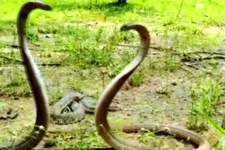 Forest Department researches on King cobra's migration from warm areas to around 2,400 mtrs altitude