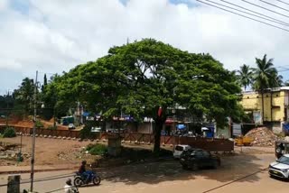 Tree cutting  postponed considering Birds  considering Birds  Kasaragod  Cherkala  National Highway Development  Highway  postponed the works  Bird Nest  പക്ഷികളുടെ പജനനകാലം  പക്ഷി  ദേശീയപാത വികസനം  വികസനം നീട്ടിവച്ച് അധികൃതര്‍  കാസര്‍കോട്  ചെര്‍ക്കള  പക്ഷികള്‍  ദേശീയപാത വികസനത്തിനായുള്ള മരംമുറി  മരംമുറി നടപടികള്‍ മാറ്റിവച്ച് അധികൃതര്‍  അധികൃതര്‍  പക്ഷി നിരീക്ഷകൻ  രാജു കിദൂര്‍