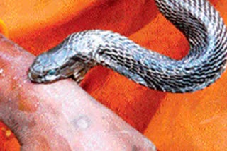 Shivpuri girl dies due to snake bite