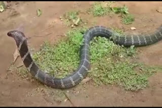 Large King Cobra
