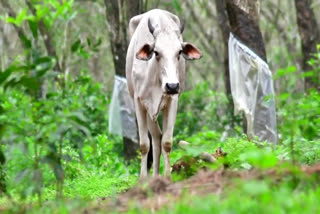 cow showed symptoms of rabies  rabies affected cow  cow died rabies  പട്ടി കടിച്ച് പേ ഇളകി പശു  cow showed symptoms of rabies and shot dead  പേയിളകിയ പശുവിനെ വെടിവെച്ചുകൊന്നു  പശുവിനെ വെടിവെച്ചുകൊന്നു  പേയിളകിയതിൻ്റെ ലക്ഷണങ്ങൾ കാണിച്ച പശു