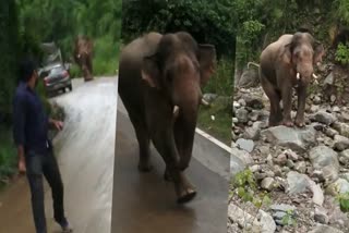 elephant rams vehicle