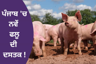 African swine fever was confirmed in the sample sent from Dhanula village of Barnala