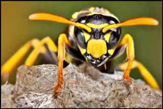 Mother-daughter dies after hornets bit them in Shimla