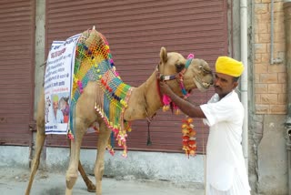 Lumpy in Rajasthan