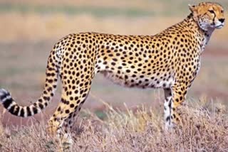Cheetahs to be brought from Namibia to Jaipur, Cheetahs at Jaipur airport