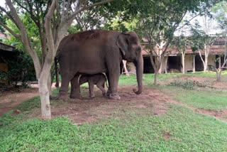 Pramodadevi Wadiyar's Named The Baby Elephant Sri Dattatreya