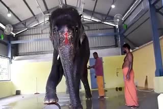 joymala elephant of assam