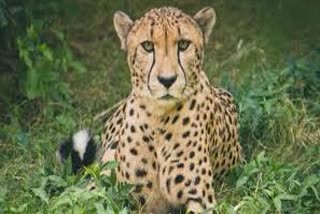 Leopards in Palpur after 70 years