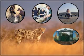 NAMIBIA TO INDIA CHEETAH PROJECT MP KUNO NATIONAL PARK