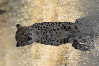 Cheetahs being brought from Namibia to India