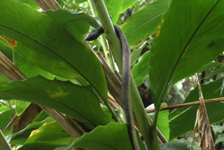 Idukki Snakes guard cardamom farm prevent monkey infeststation