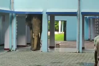 ASSAM  GUWAHATI  ENTERS SCHOOL  ELEPHANT  കാട്ടാന  സ്‌കൂളിൽ അതിക്രമിച്ച് കയറി കാട്ടാന  ഗുവാഹത്തി  അസം  സത്ഗാവ് ആർമി പബ്ലിക് സ്‌കൂളിൽ