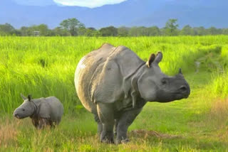 West Bengal repeals 1932 Rhino Conservation Act