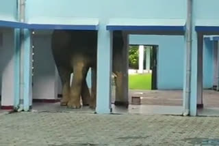 Elephant entered the school