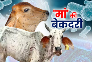 Cow Cess in Rajasthan