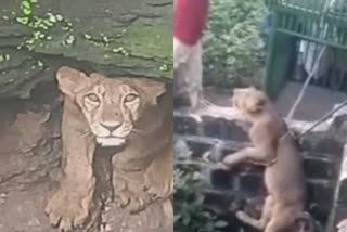 LION FELL into WELL IN JUNAGADH gujarat