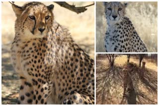 First look of Cheetahs