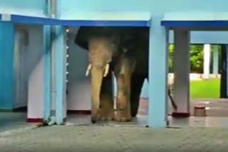 Elephant enters a school in Guwahati, catches everyone's attention