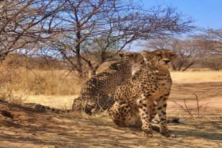 It's a win-win situation for wildlife and people: Wildlife experts on release of cheetahs in Kuno